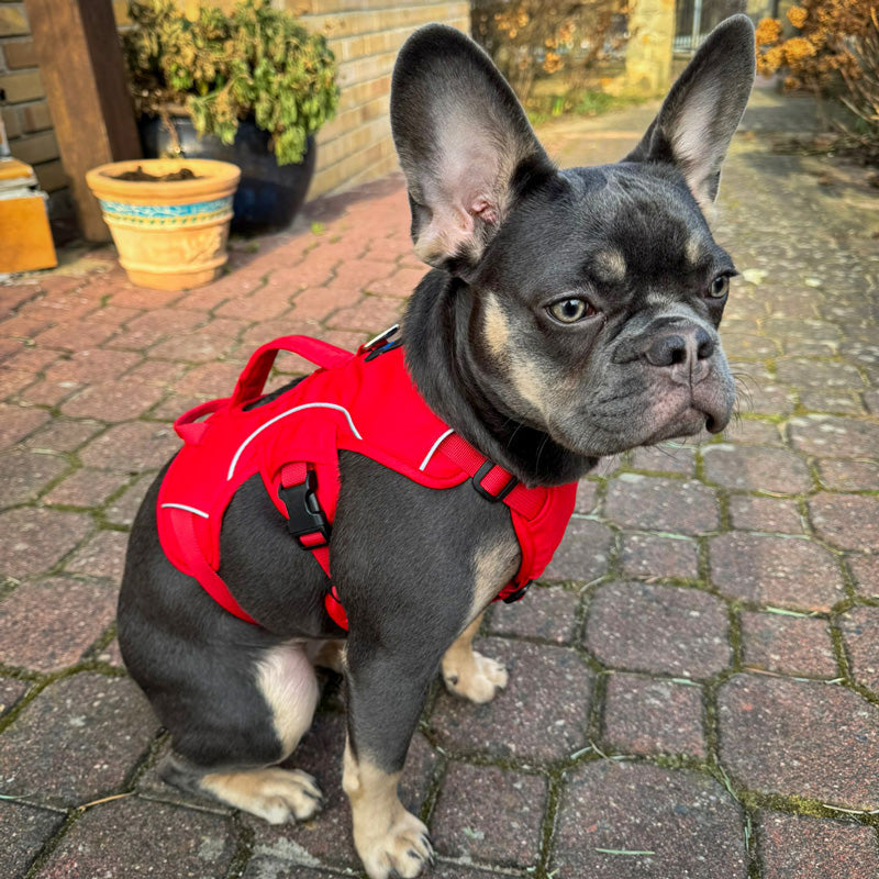 Sicherheitsgeschirre und ihre Vorteile: Warum ein gutes Geschirr für Deinen Hund wichtig ist und worauf Du beim Kauf achten solltest