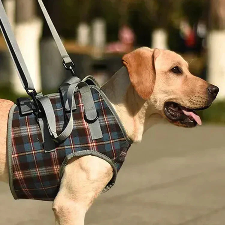 Schreckgespenst "Arthrose" - Ursachen, Umgang & unterstützende Möglichkeiten für Deinen Hund