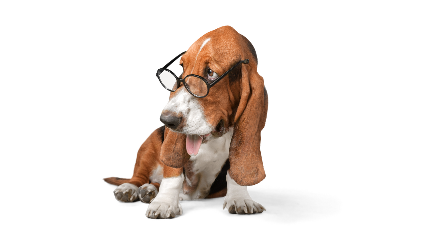 Basset mit Brille, schaut über die Brille hinweg. Es geht um einen Text für eine Tierverfügung.