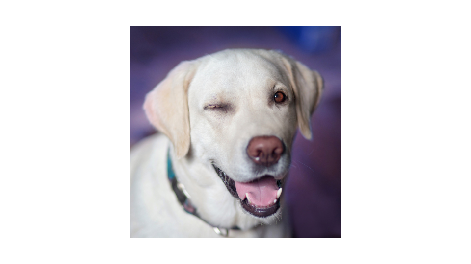 Ein heller Labrador, der in die Kamera zwinkert.