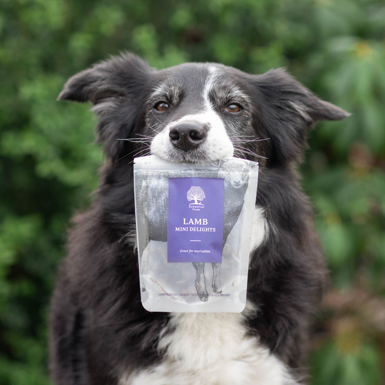 Essential LAMB MINI DELIGHTS - natürlicher Snack/Trainingsleckerchen für Deinen Hund