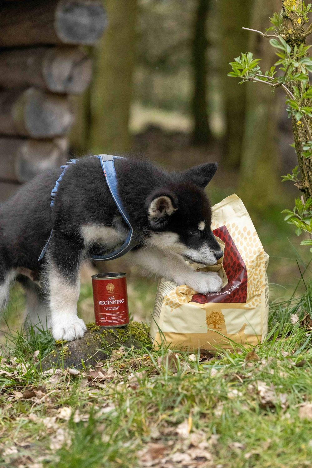 Essential the BEGINNING...- Premium-Welpenfutter für große Rassen, getreidefrei und reich an Omega-3-Fettsäuren