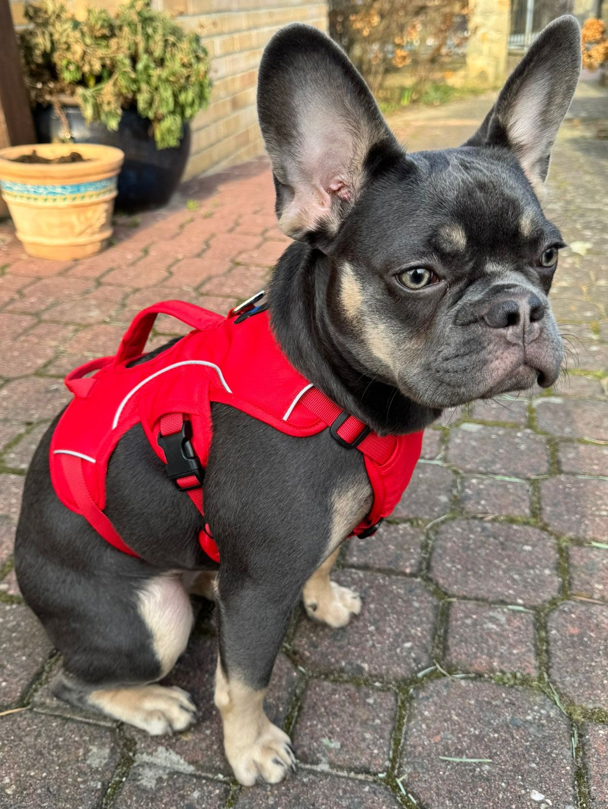 Sicherheits-/Panikgeschirr für Hunde