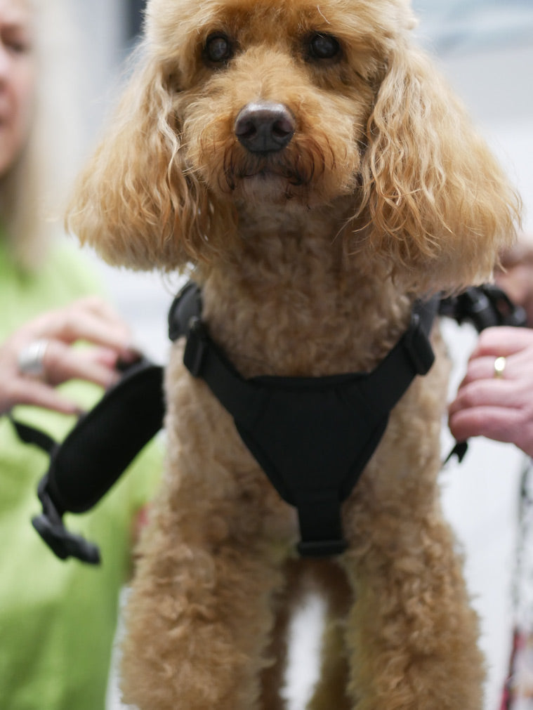 Sicherheits-/Panikgeschirr für Hunde