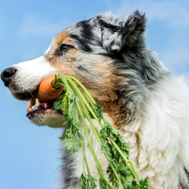 Individueller Ernährungs-Check Hund &quot;Premium&quot; - Hundefutter-Beratung &amp; Nährstoffberechnung