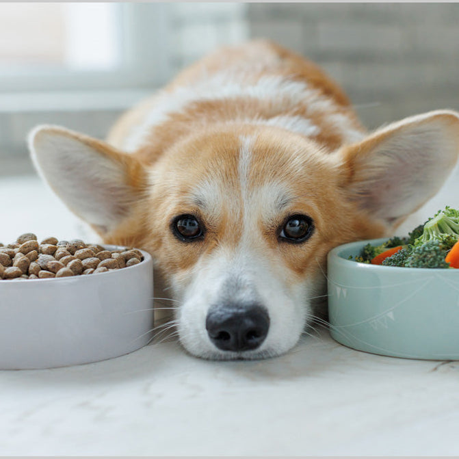 Individueller Futter-Check &quot;Basic&quot; für Hunde