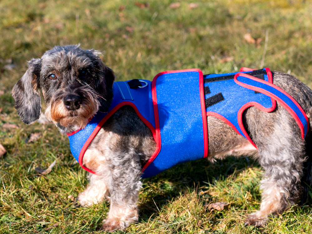 Rehageschirr für Hunde in blau, variabel versellbar