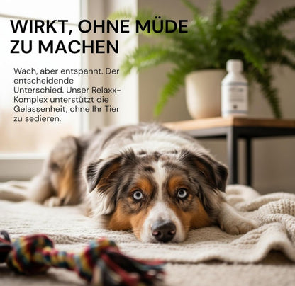 Entspannung, Angst, Panik, Unruhe, Silvester, Stressfrei, Relax, ohne Lethargie, keine Abhängigkeit, Hunde, Katzen