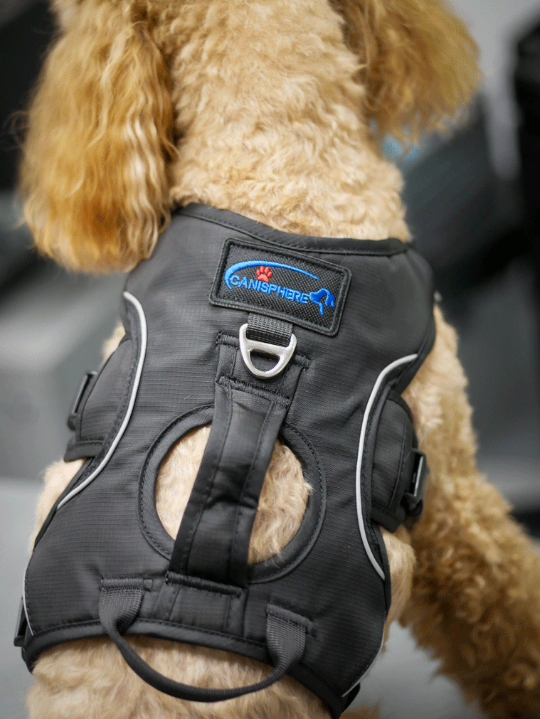 Sicherheits-/Panikgeschirr für Hunde